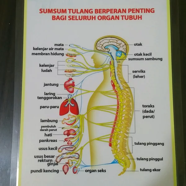 Detail Gambar Sum Sum Tulang Belakang Nomer 15