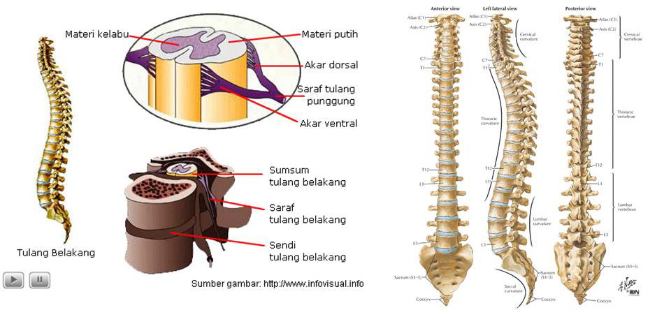 Detail Gambar Sum Sum Tulang Belakang Nomer 3