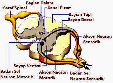 Detail Gambar Sum Sum Tulang Belakang Nomer 19