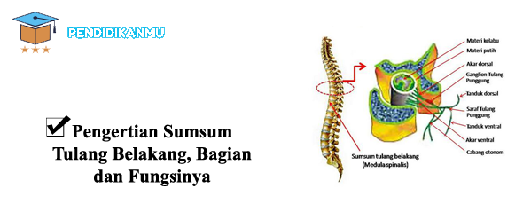 Detail Gambar Sum Sum Tulang Belakang Nomer 21