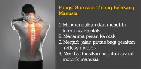Detail Gambar Sum Sum Tulang Belakang Nomer 22