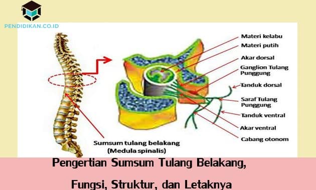 Detail Gambar Sum Sum Tulang Belakang Nomer 4