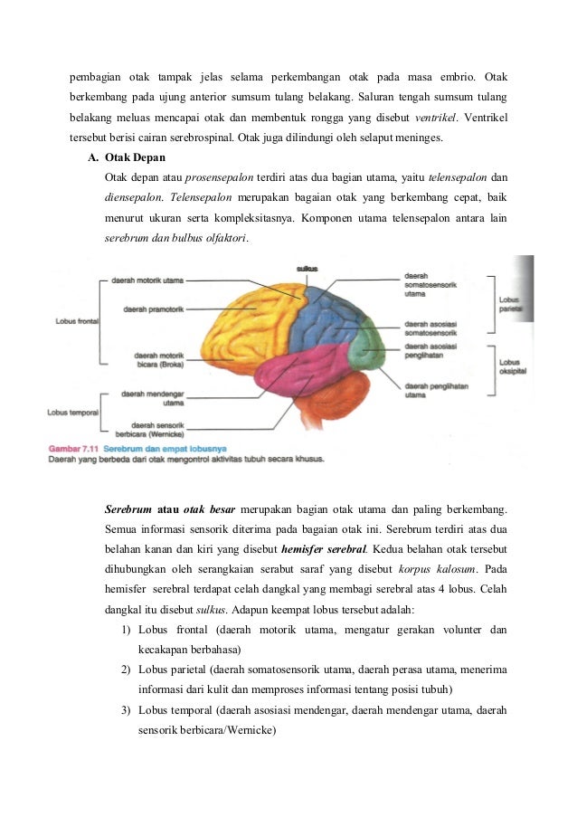 Detail Gambar Sum Sum Tulang Belakang Nomer 37