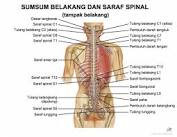 Detail Gambar Sum Sum Tulang Belakang Nomer 53