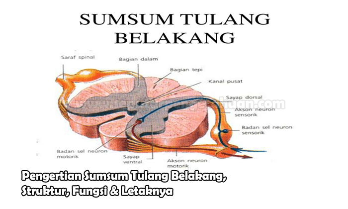Detail Gambar Sum Sum Tulang Belakang Nomer 7
