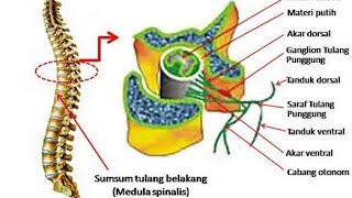 Detail Gambar Sum Sum Tulang Belakang Nomer 8