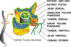 Detail Gambar Sum Sum Tulang Belakang Nomer 10