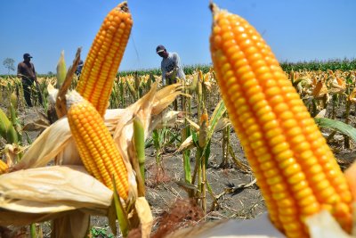 Detail Gambar Sumber Daya Alam Jagung Nomer 7