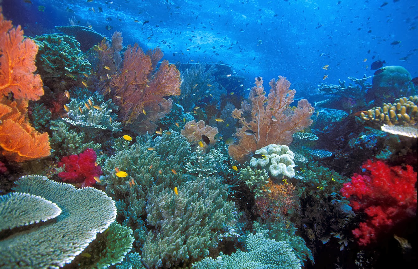 Detail Gambar Sumber Daya Alam Laut Nomer 14