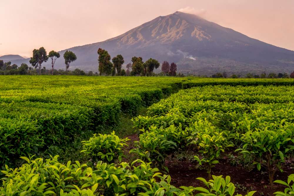 Detail Gambar Sumber Daya Alam Perkebunan Teh Nomer 15