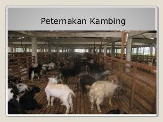 Detail Gambar Sumber Daya Alam Peternak Nomer 30