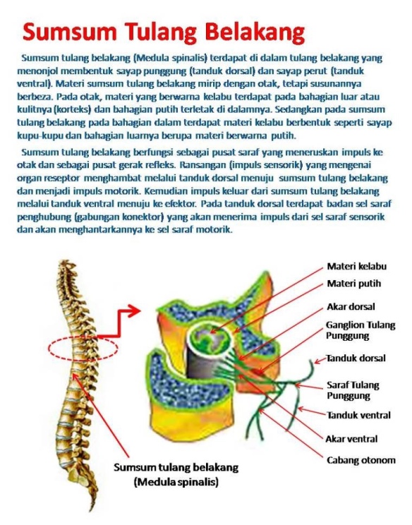 Detail Gambar Sumsum Tulang Belakang Nomer 46