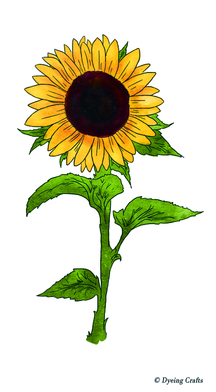 Detail Gambar Sunflower Nomer 11