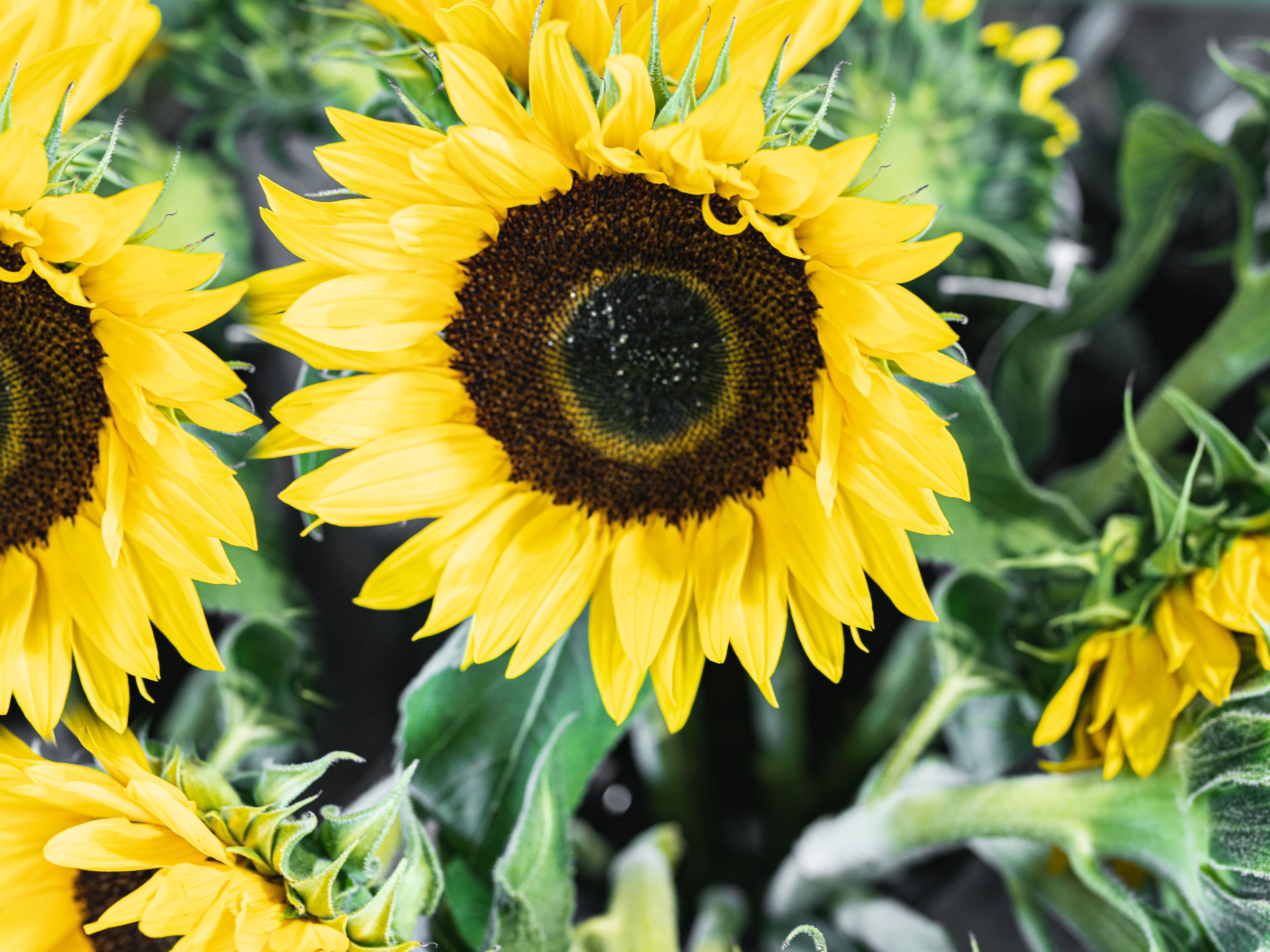 Detail Gambar Sunflower Nomer 21