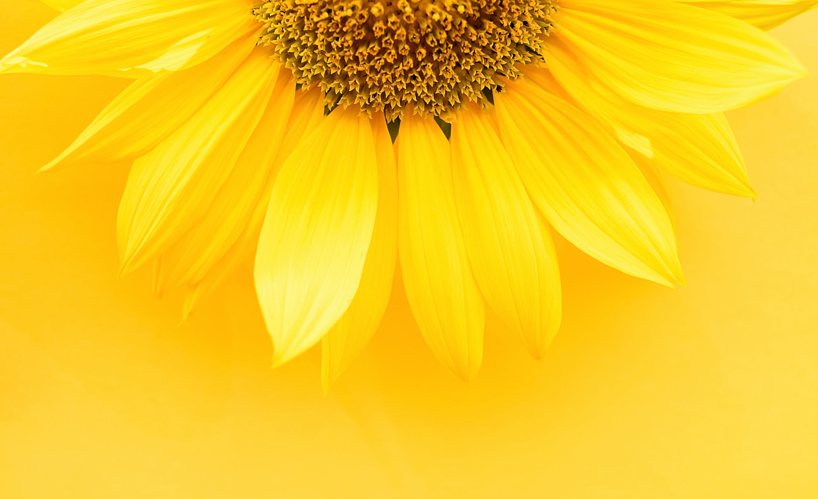 Detail Gambar Sunflower Nomer 24