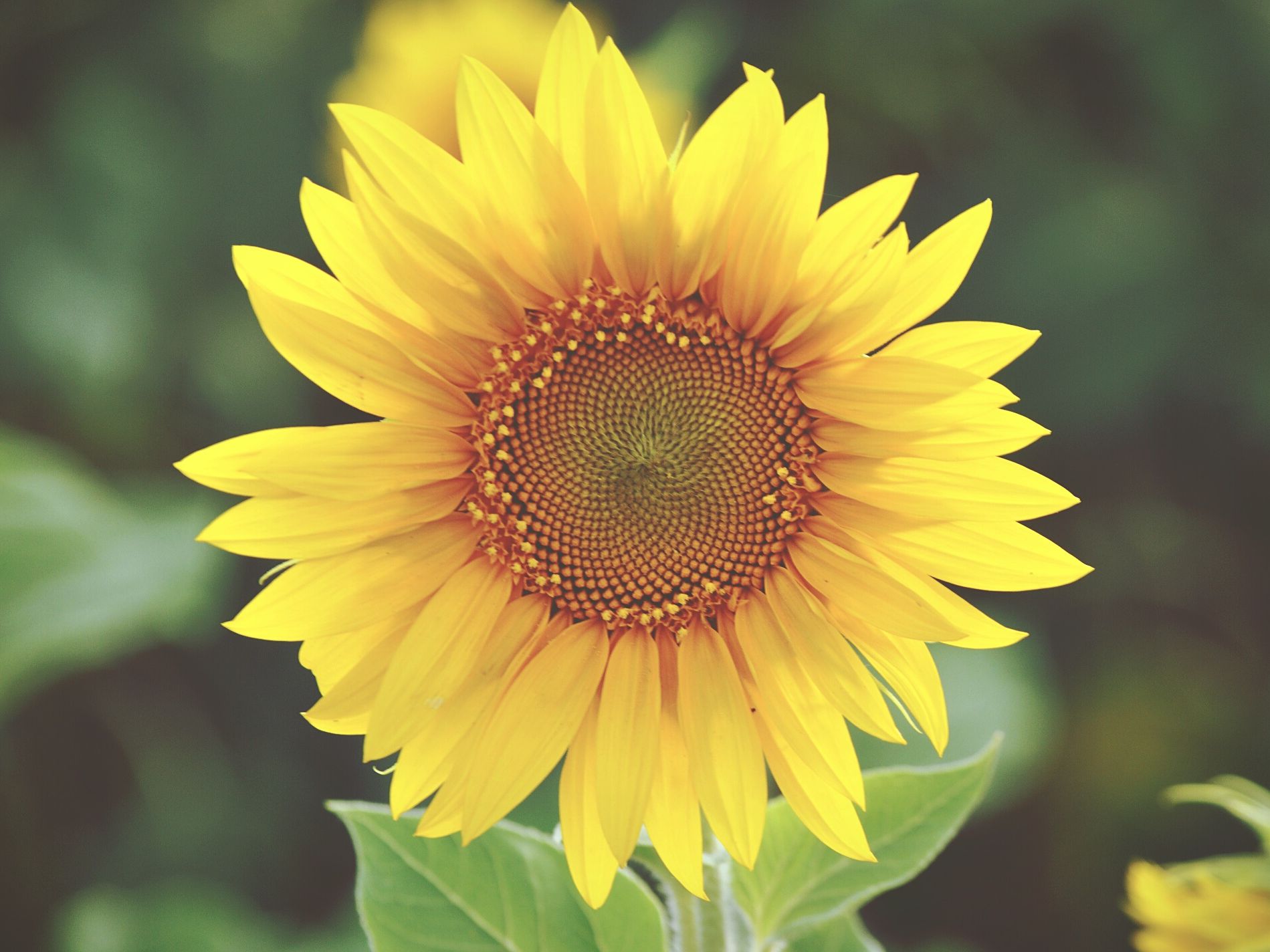Detail Gambar Sunflower Nomer 30