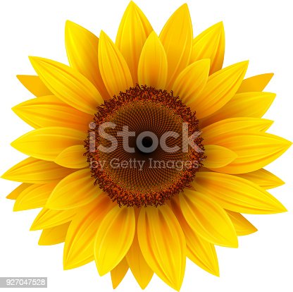 Detail Gambar Sunflower Nomer 33
