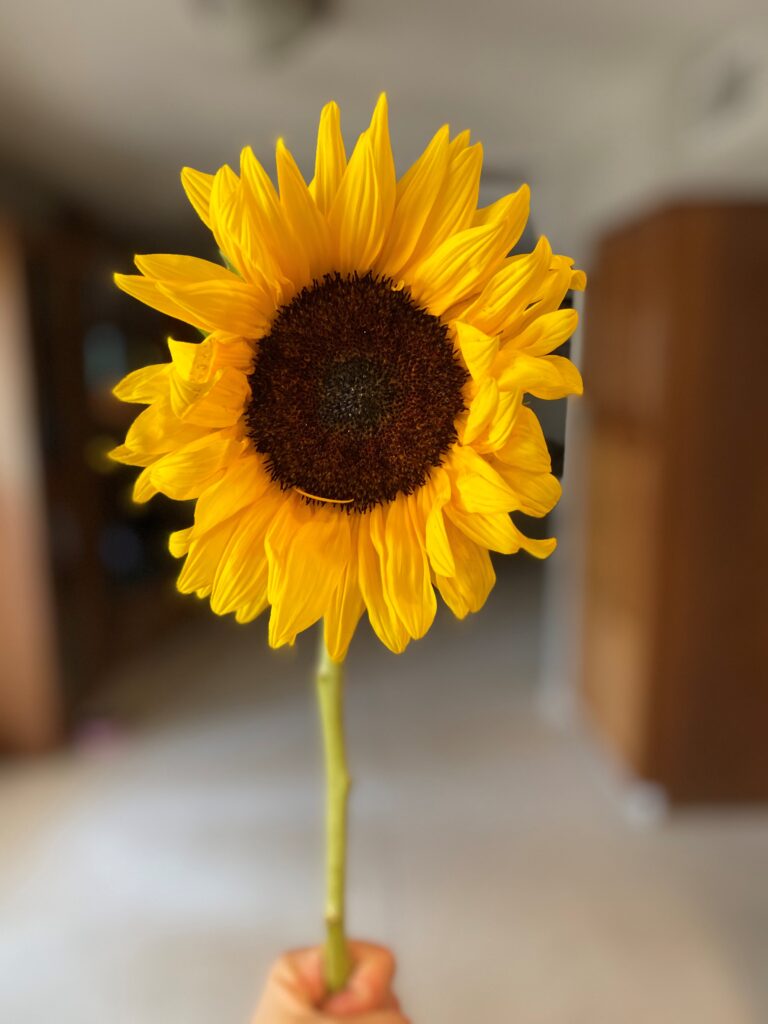 Detail Gambar Sunflower Nomer 36