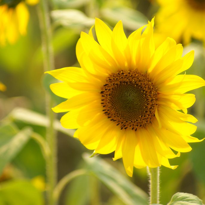 Detail Gambar Sunflower Nomer 43
