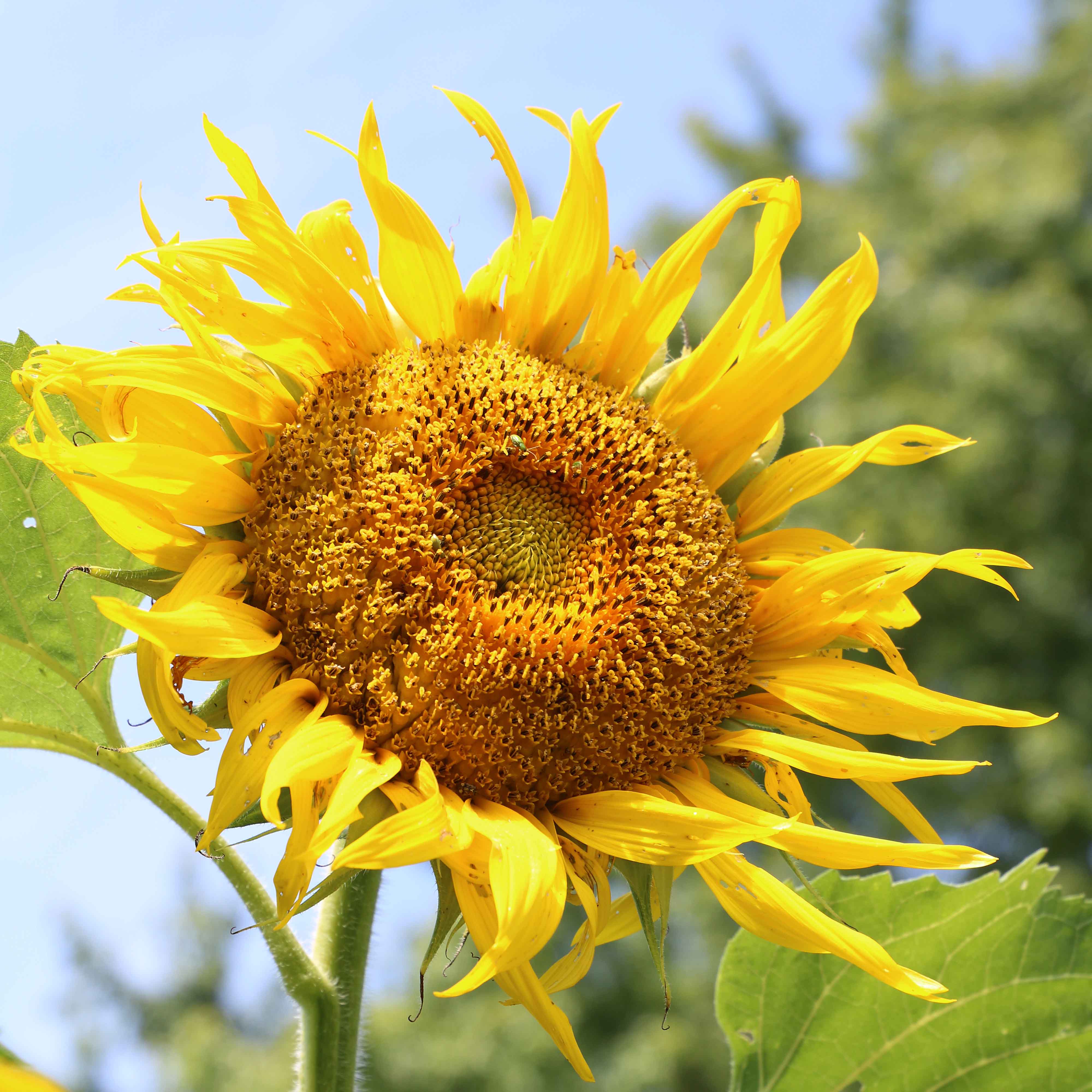 Detail Gambar Sunflower Nomer 49