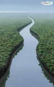 Detail Gambar Sungai Amazon Nomer 29