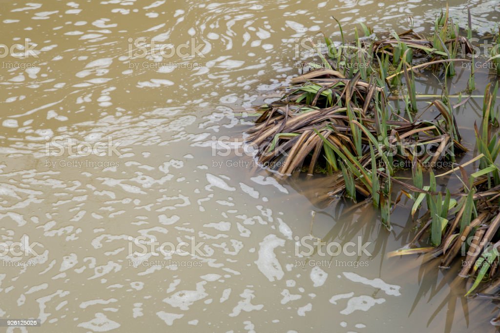 Detail Gambar Sungai Kotor Nomer 6