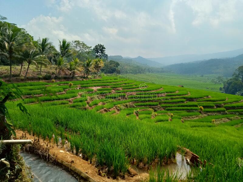 Detail Gambar Sunset Di Gunung Pemandangan Sawah Nomer 49