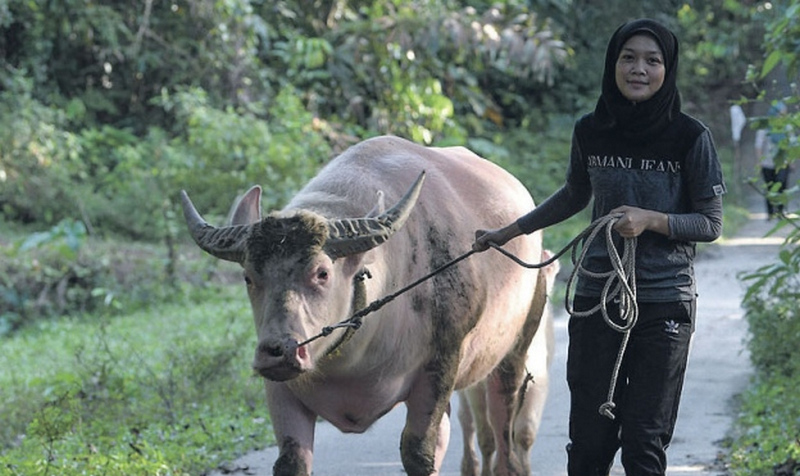 Detail Gambar Syukor Naik Kerbau Nomer 21