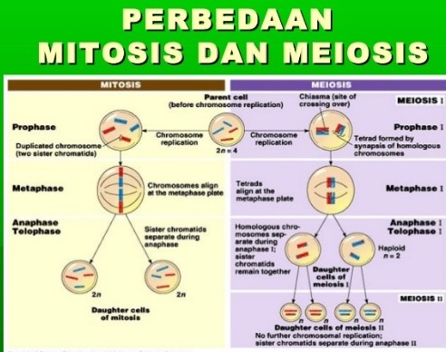 Detail Gambar Tahap Tahap Pembelahan Mitosis Nomer 17