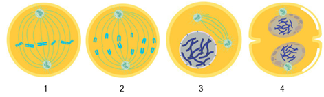 Detail Gambar Tahap Tahap Pembelahan Mitosis Nomer 19