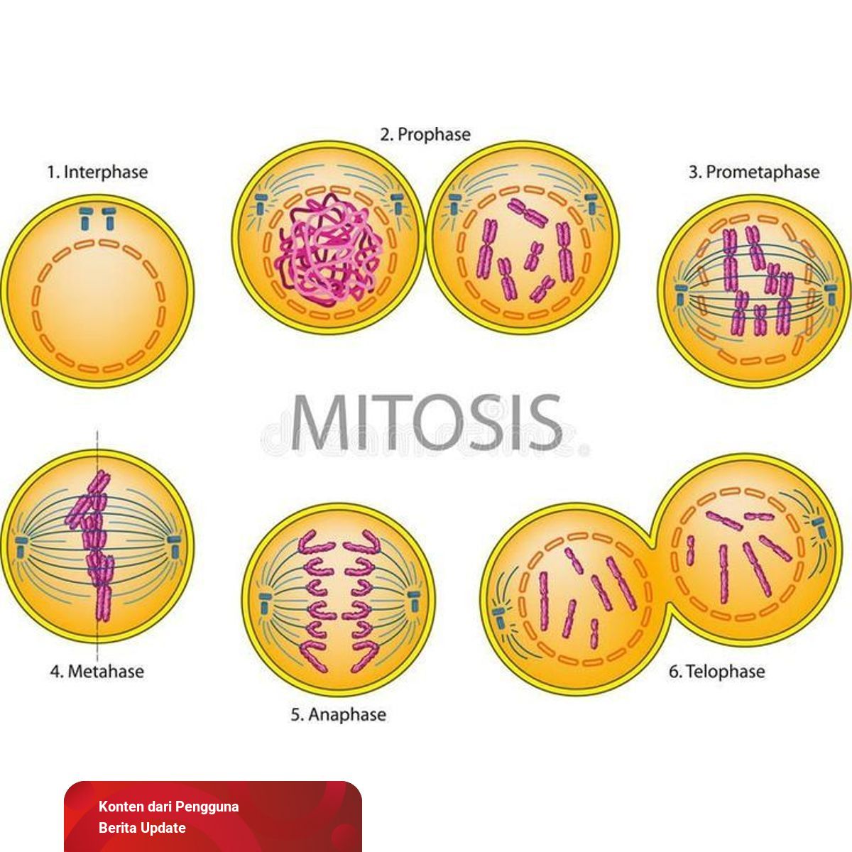 Detail gambar tahap tahap pembelahan mitosis koleksi nomer 5