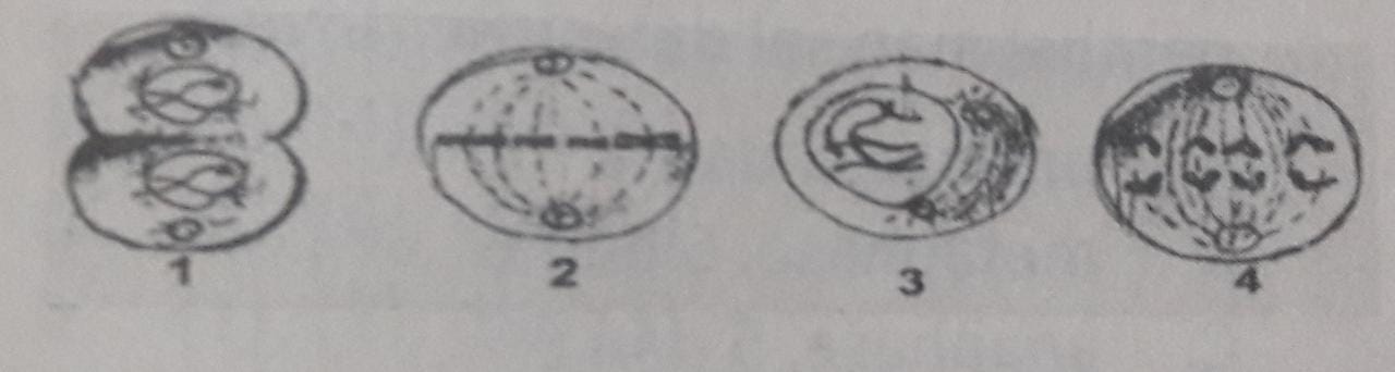 Detail Gambar Tahap Tahap Pembelahan Mitosis Nomer 51