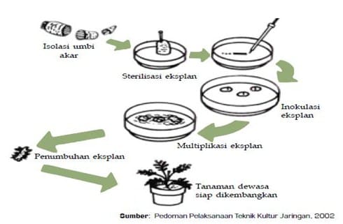 Detail Gambar Tahapan Kultur Jaringan Nomer 2