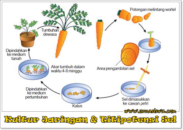 Detail Gambar Tahapan Kultur Jaringan Nomer 11