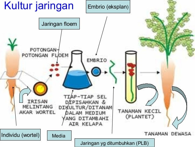 Detail Gambar Tahapan Kultur Jaringan Nomer 15