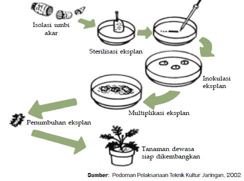 Detail Gambar Tahapan Kultur Jaringan Nomer 17