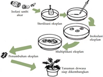 Detail Gambar Tahapan Kultur Jaringan Nomer 3