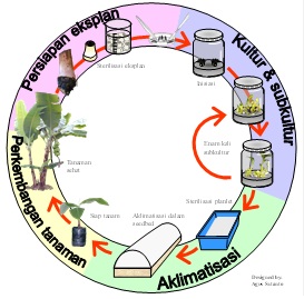 Detail Gambar Tahapan Kultur Jaringan Nomer 19