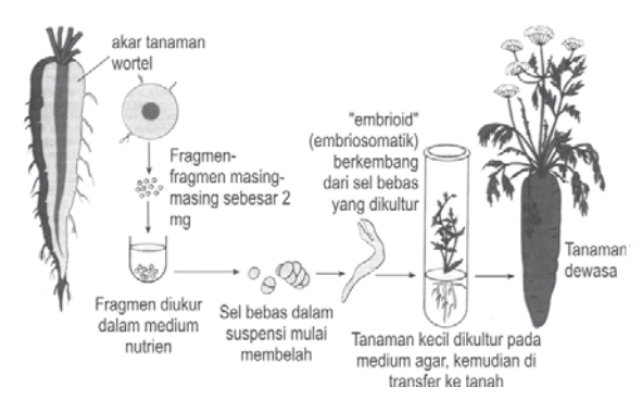 Detail Gambar Tahapan Kultur Jaringan Nomer 25