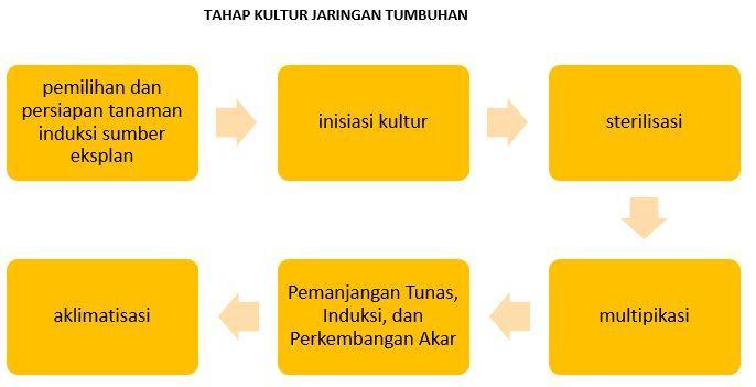 Detail Gambar Tahapan Kultur Jaringan Nomer 38