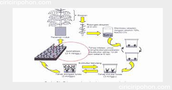 Detail Gambar Tahapan Kultur Jaringan Nomer 43