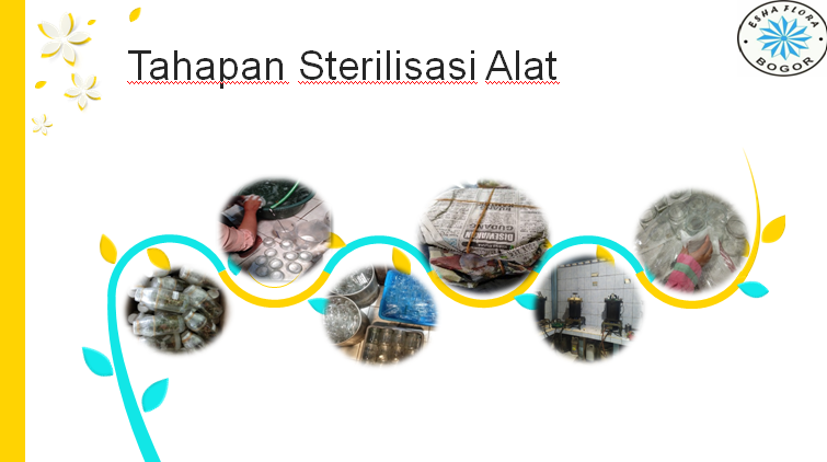 Detail Gambar Tahapan Kultur Jaringan Nomer 44