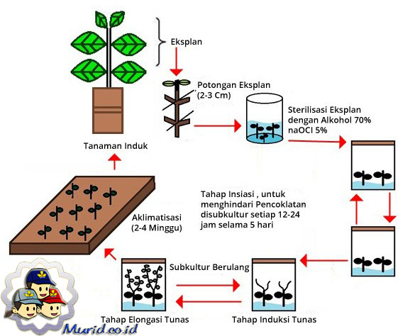 Detail Gambar Tahapan Kultur Jaringan Nomer 6