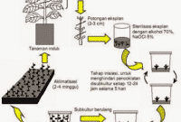 Detail Gambar Tahapan Kultur Jaringan Nomer 49