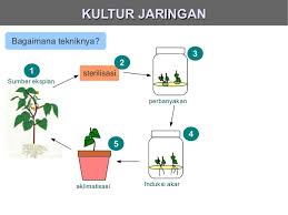 Detail Gambar Tahapan Kultur Jaringan Nomer 50