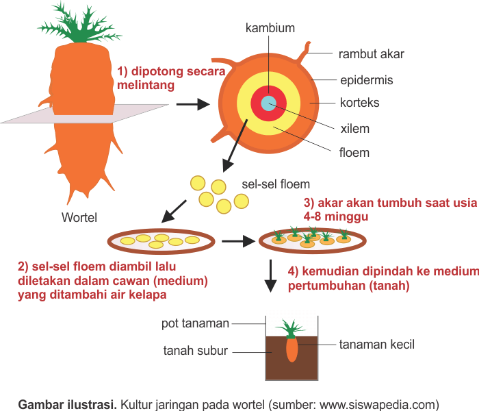 Detail Gambar Tahapan Kultur Jaringan Nomer 8