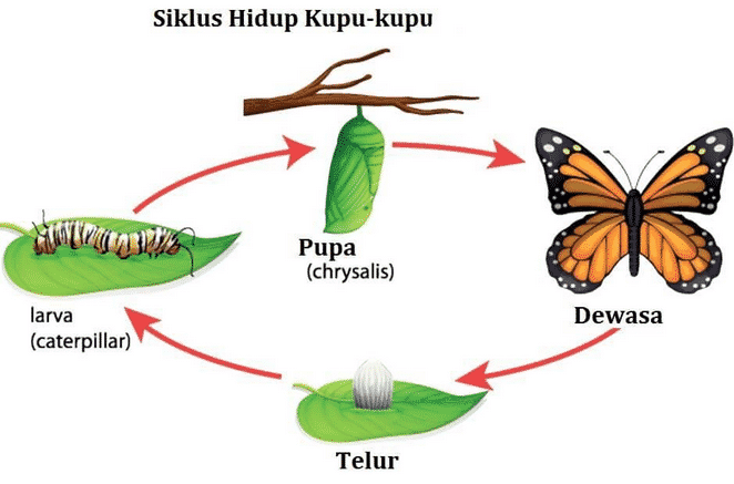 Gambar Tahapan Metamorfosis Kupu Kupu - KibrisPDR