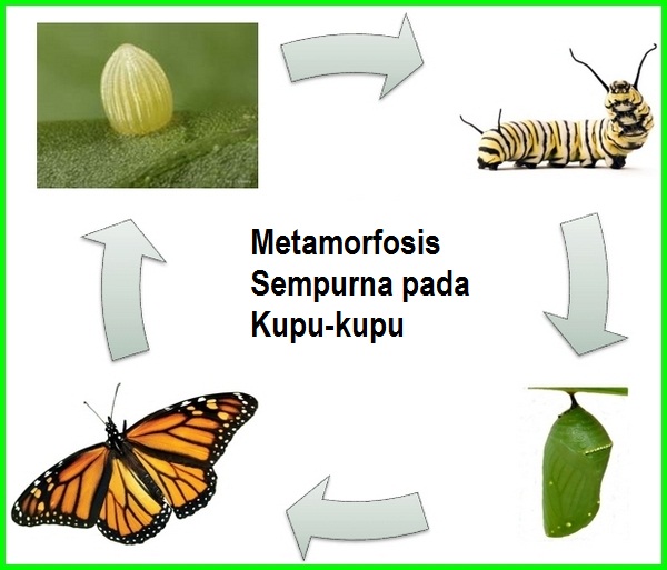 Detail Gambar Tahapan Metamorfosis Kupu Kupu Nomer 15