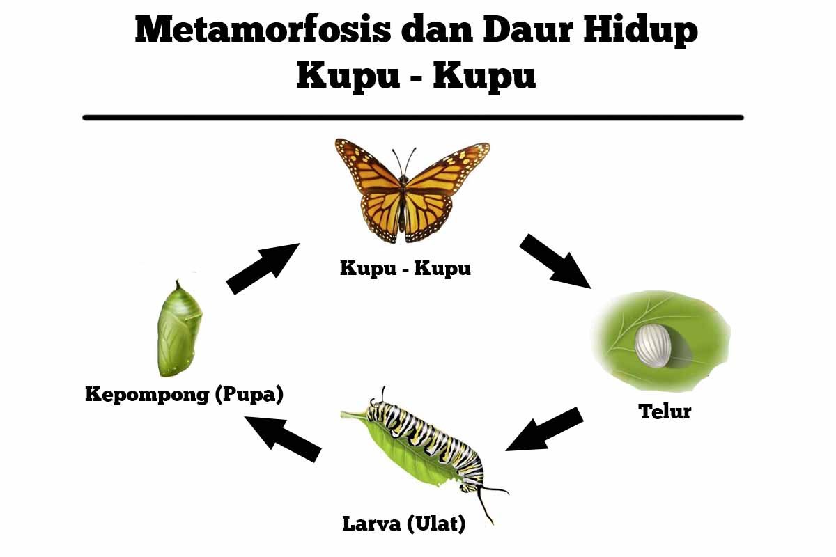 Detail Gambar Tahapan Metamorfosis Kupu Kupu Nomer 17