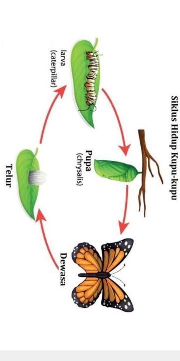Detail Gambar Tahapan Metamorfosis Kupu Kupu Nomer 30